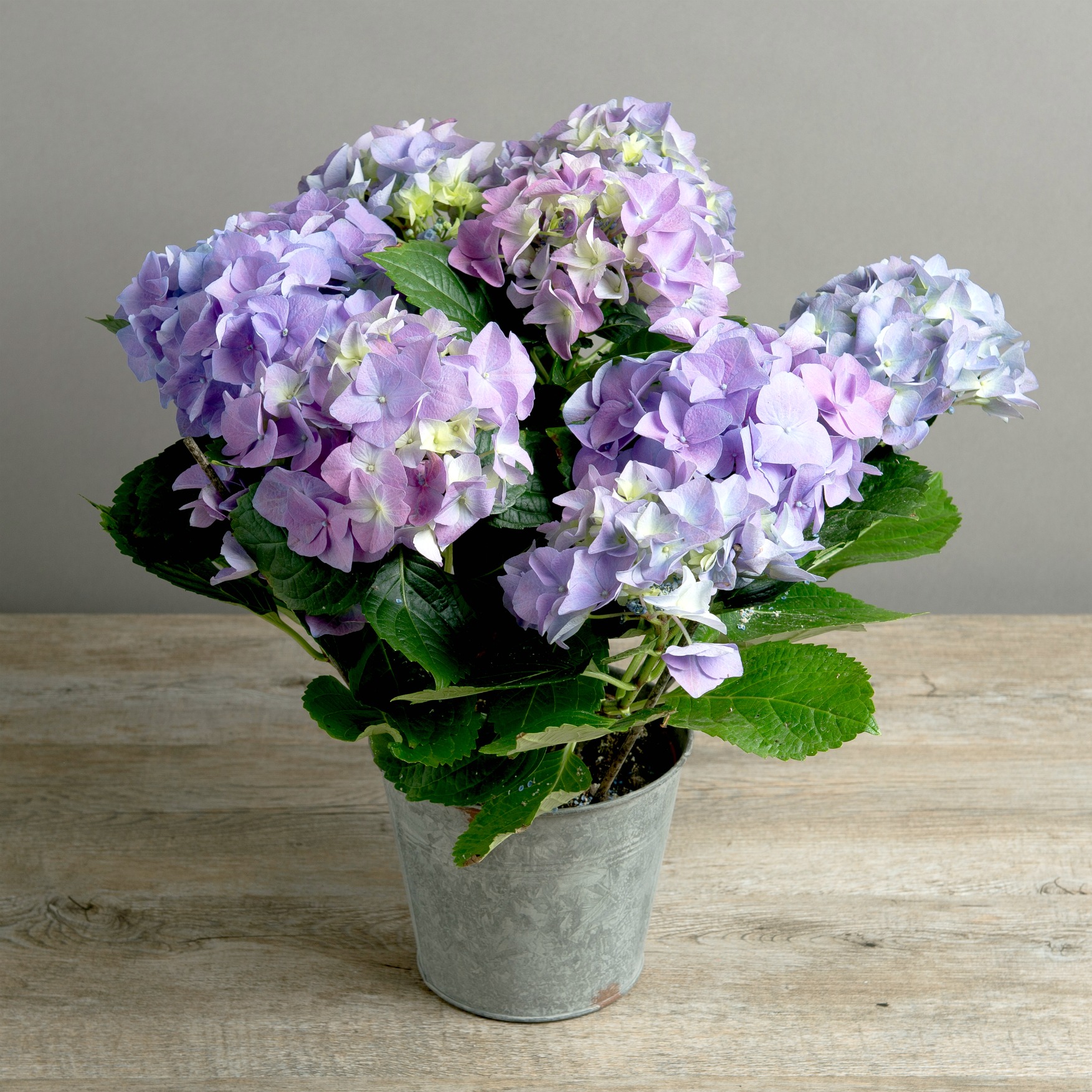 hydrangea plant blue flower pot sky flowers vintage style spring potted