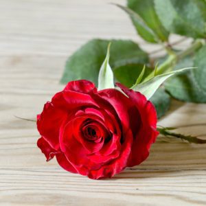 rhodos-red-rose