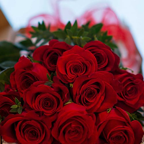 Love ~ 12 Red Roses & Parvi