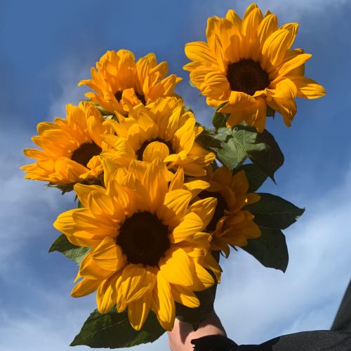 Sunflowers ~ Sunshine Bunch
