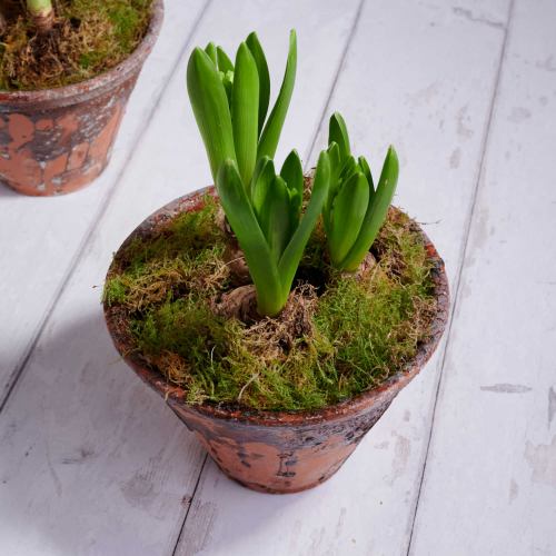 Bulbs ~ Hyacinth Plants In Dutch Pot