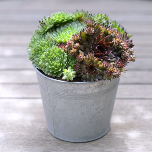 Plant ~ Mixed Succulent Vintage Bucket