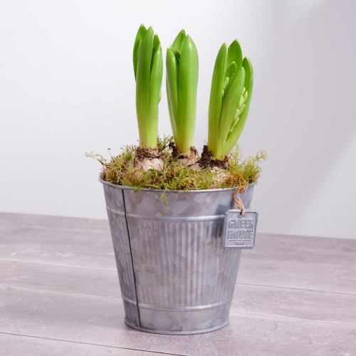 Bulbs ~ Hyacinth Plants In Zinc Pot