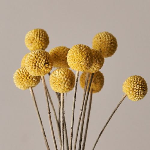 Dried Flowers ~ Yellow Craspedia