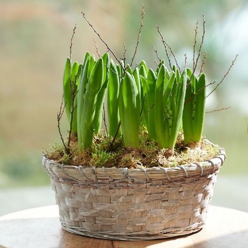 Bulbs ~ Hyacinth Basket Planter