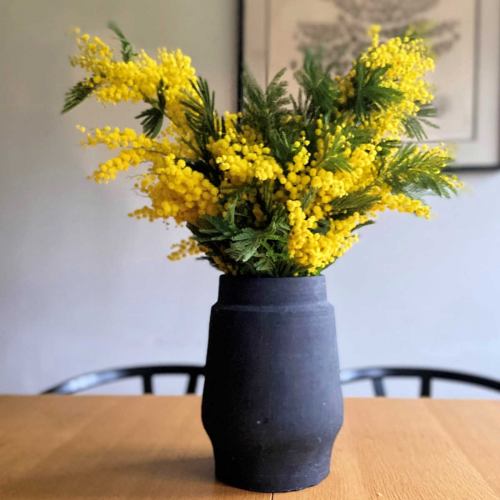 Spring ~ Small Mimosa Bunch Local