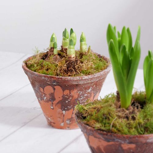 Bulbs ~ Narcissi Plants In Dutch Pot