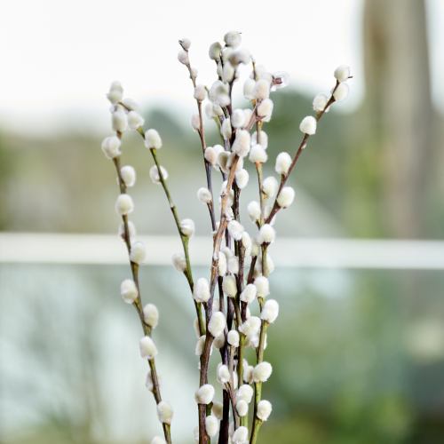 Spring ~ Pussy Willow Bunch Of 10