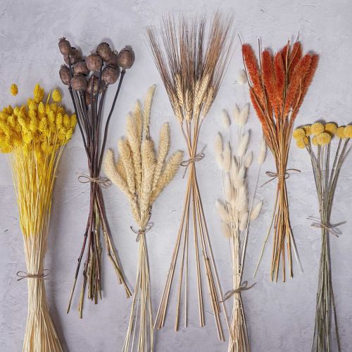 Dried Flowers ~ Various Bunches