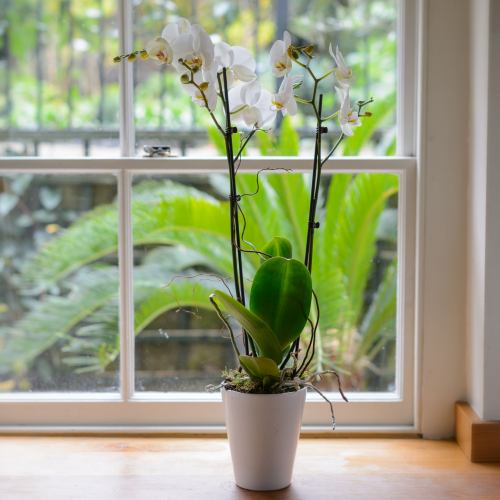 Orchid ~ Twin Spike Phalaenopsis Pot